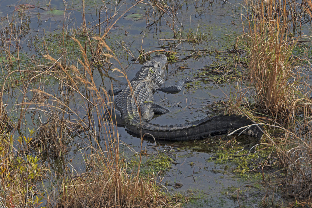 Alligator Basking in Okefenokee Swamp in Geogia