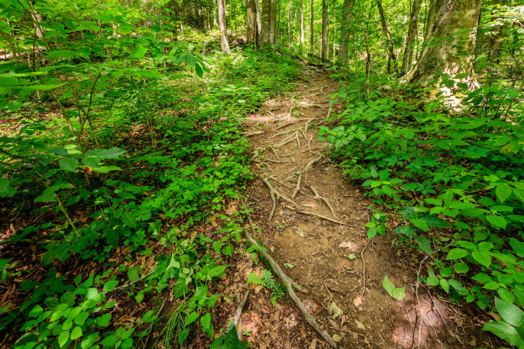 green pathway inside of Daniel Boone National Park in Kentucky