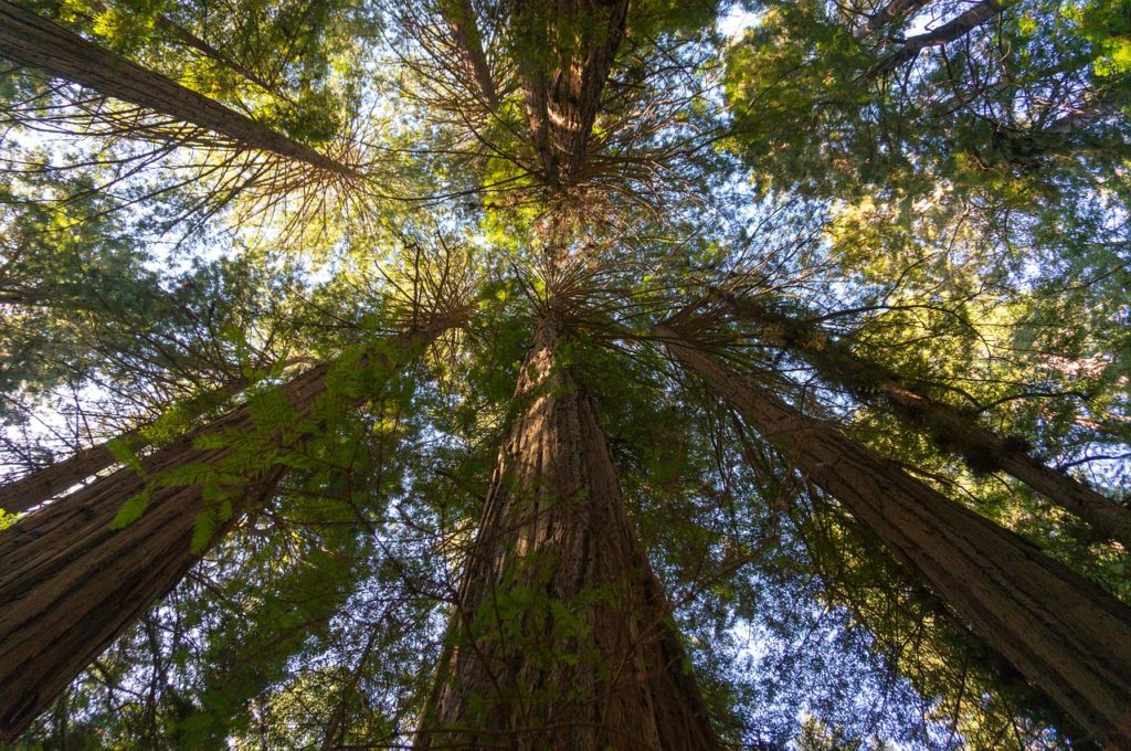 Giant redwoods in California