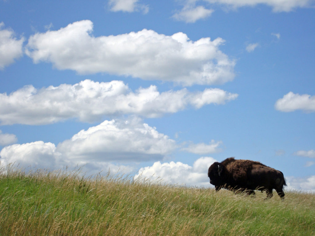 Blue skies, green grass and a giant bison inside of Theodore Roosevelt National Park 