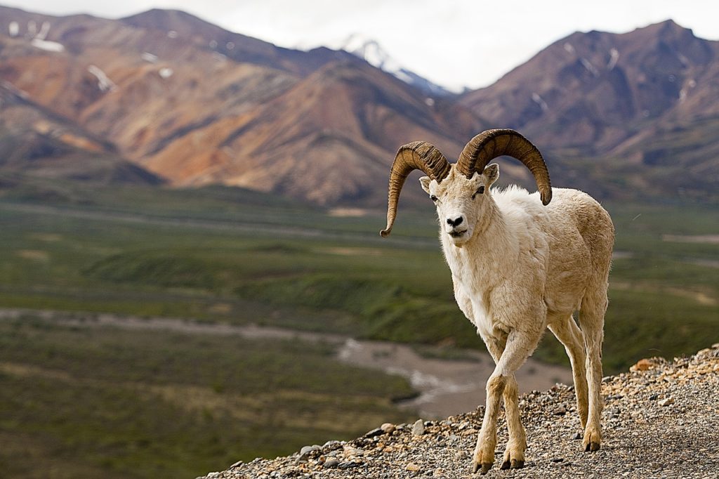 a dall sheep inside of Denali National Park & Preserve 